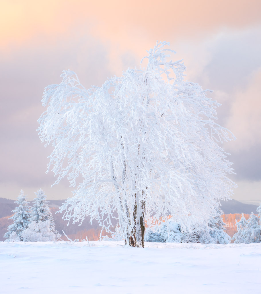 Weißer Baum mit Schnee bedeckt im sanften Licht